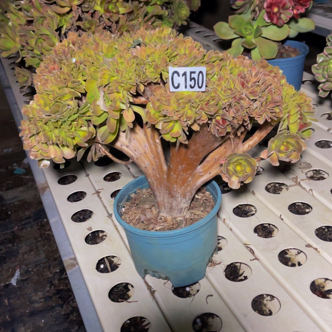 玫瑰法师7///////16包邮