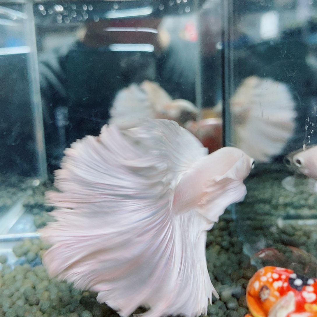 斗鱼黑122号a a a a