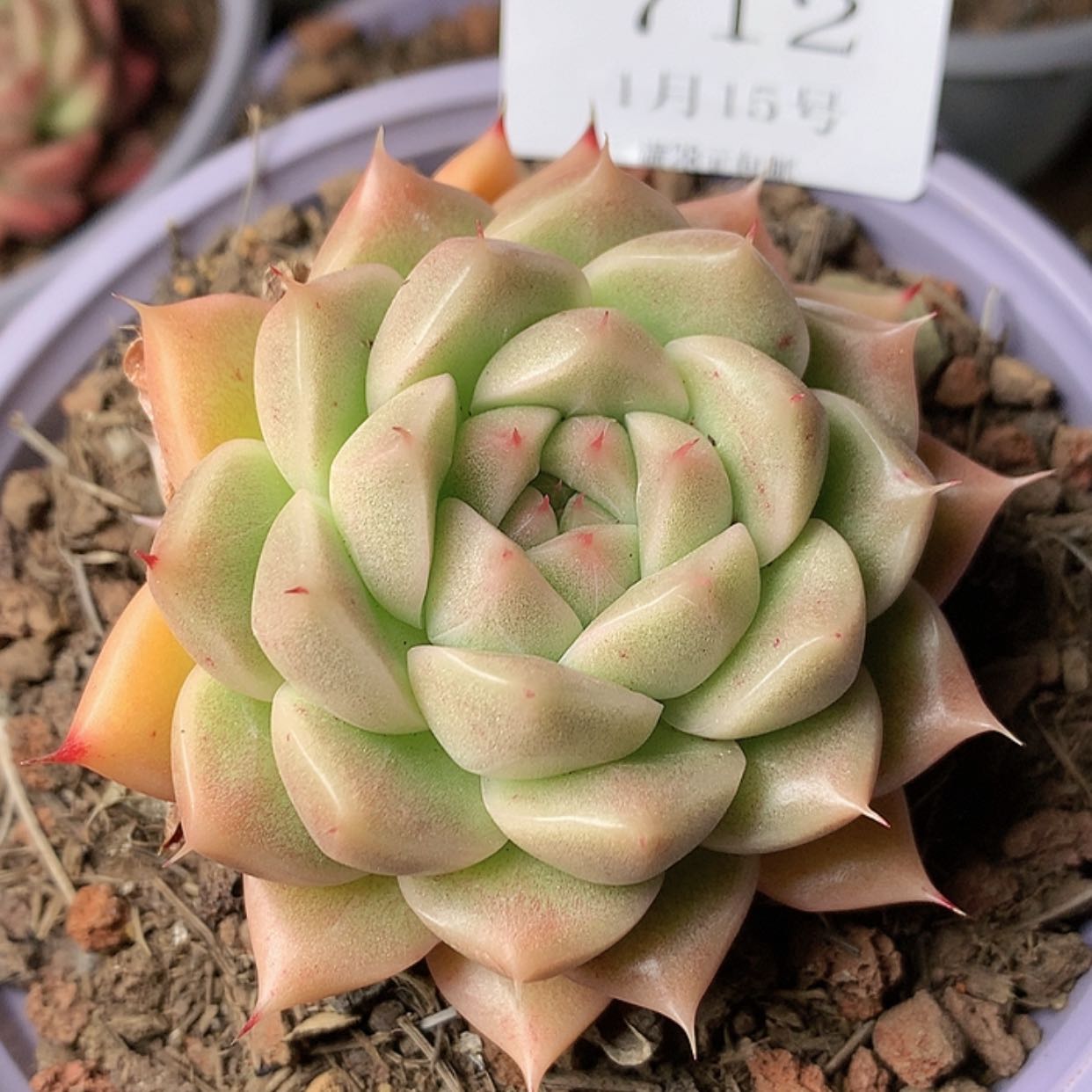 【闪购商品】云712