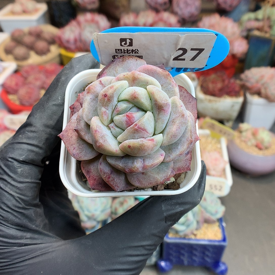 27 糖心石化多肉