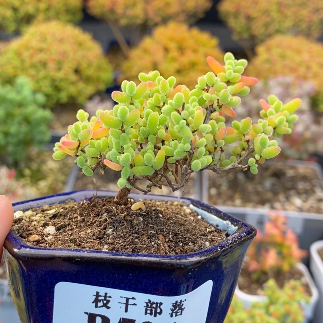 501造型桩蜜橘糖球 。  