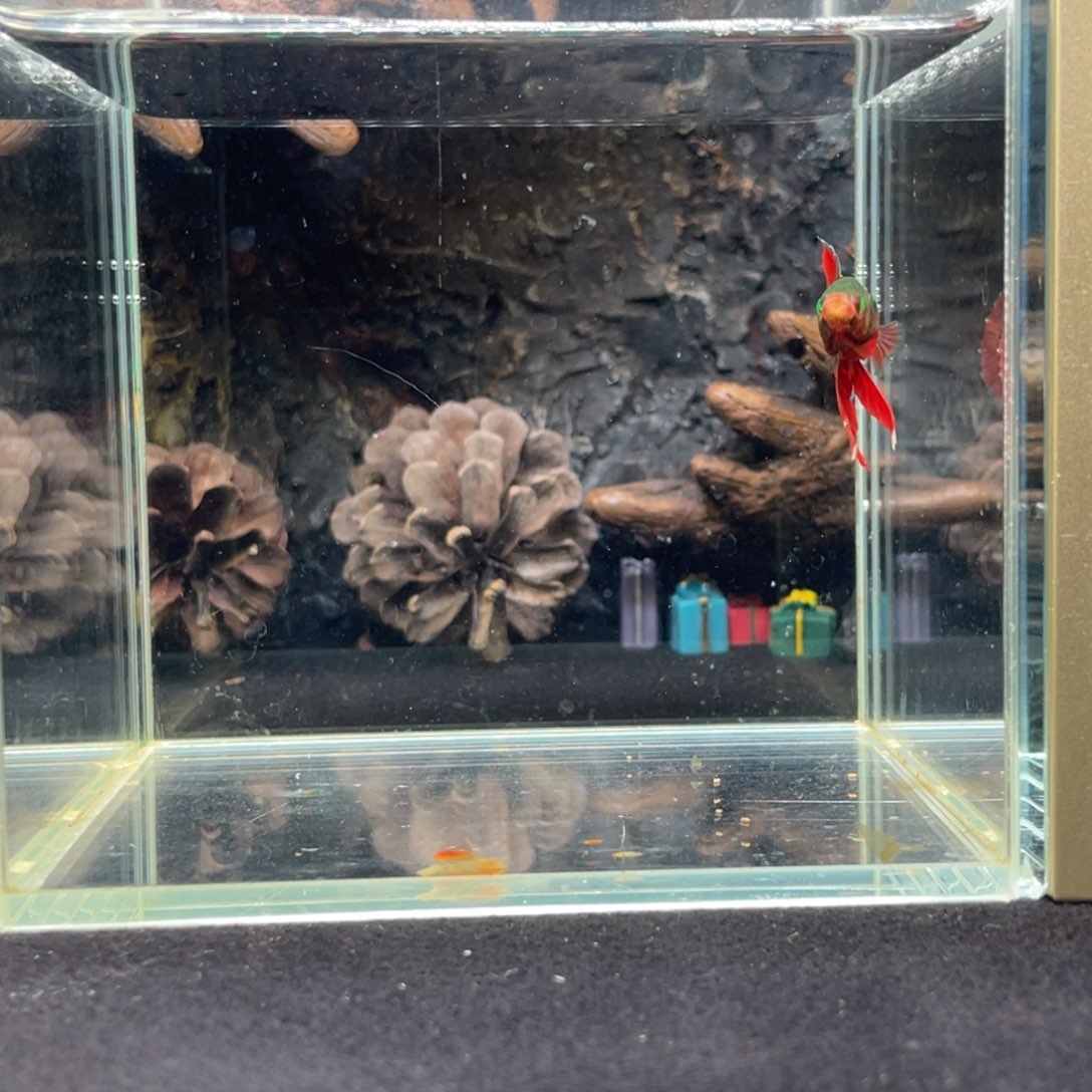 斗鱼十二月二十八日竞价