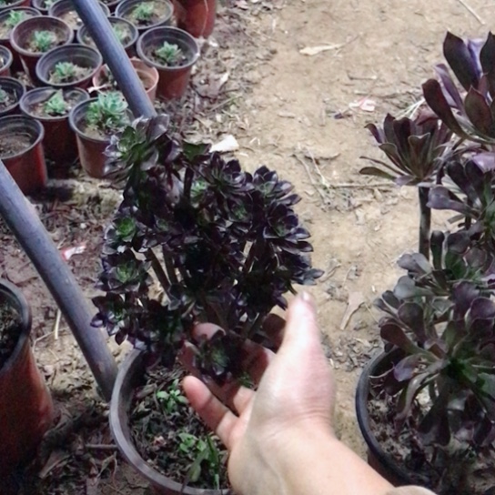 美***美黑法小朵朵多肉植物11