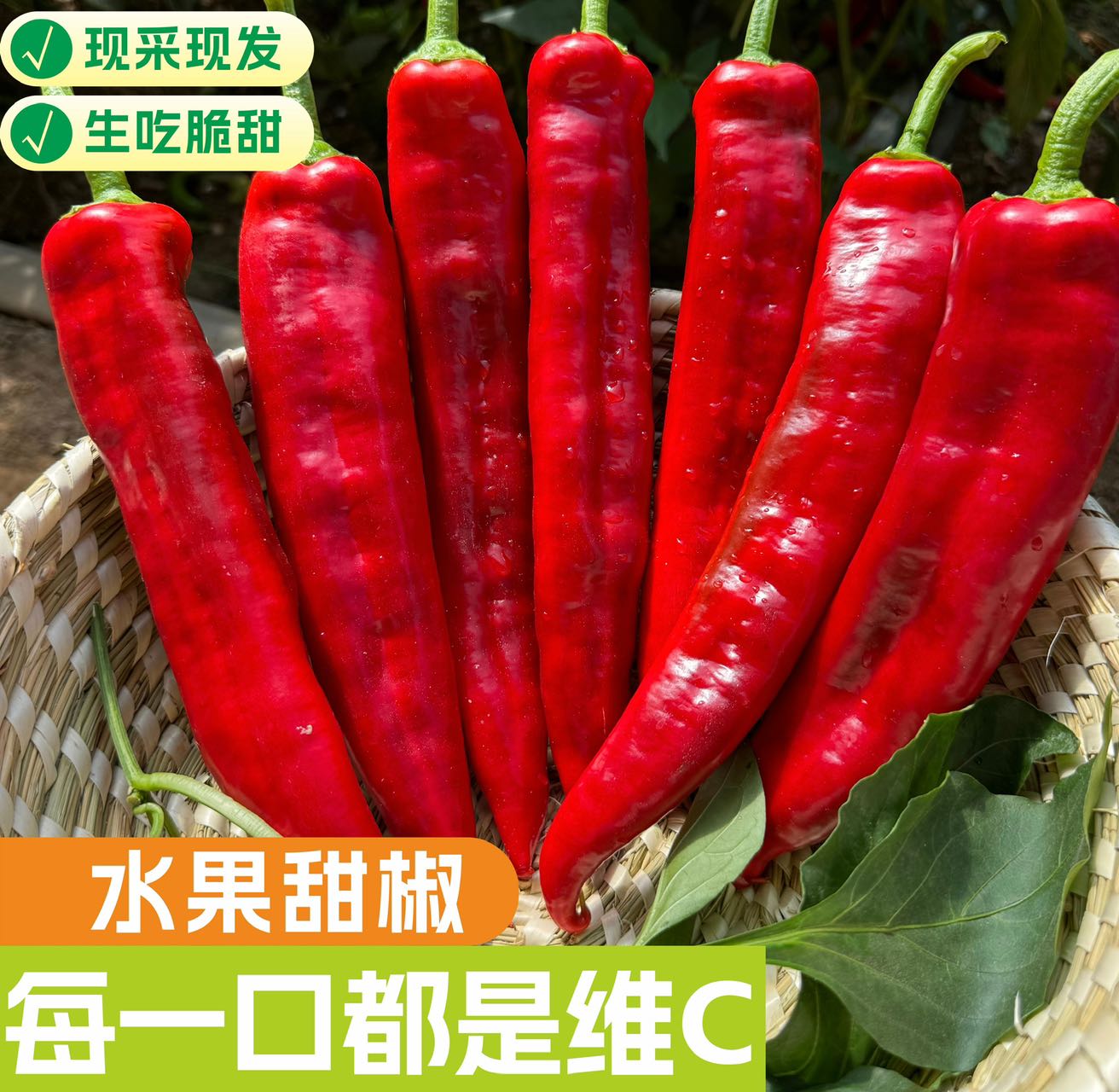 【现摘现发】帕沃尔红色水果甜椒  生吃脆甜多汁  低卡低热量 