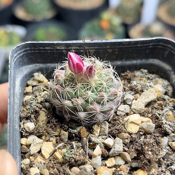 娇丽实生球一颗2.6公分