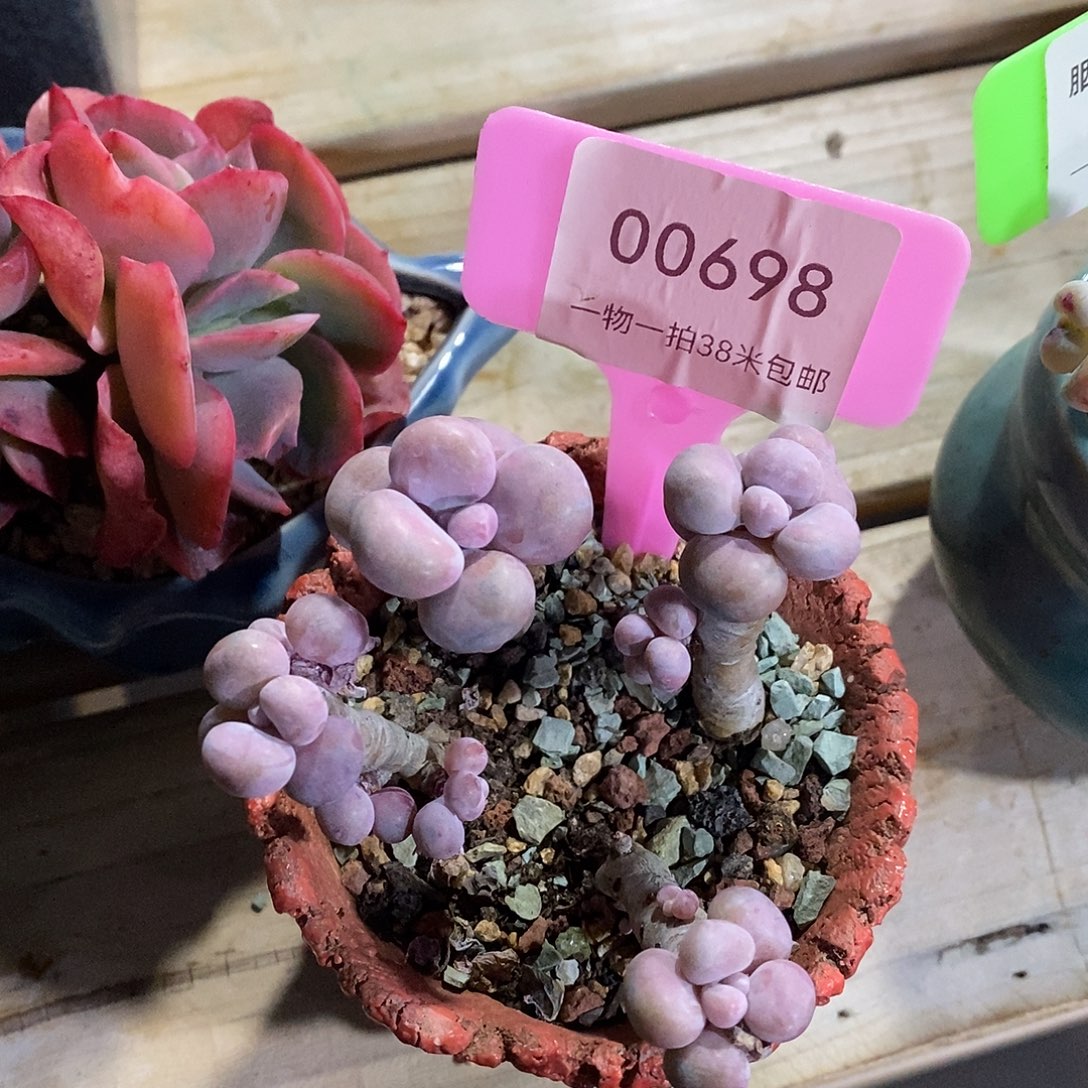 00698？楼璐璐哦KTV