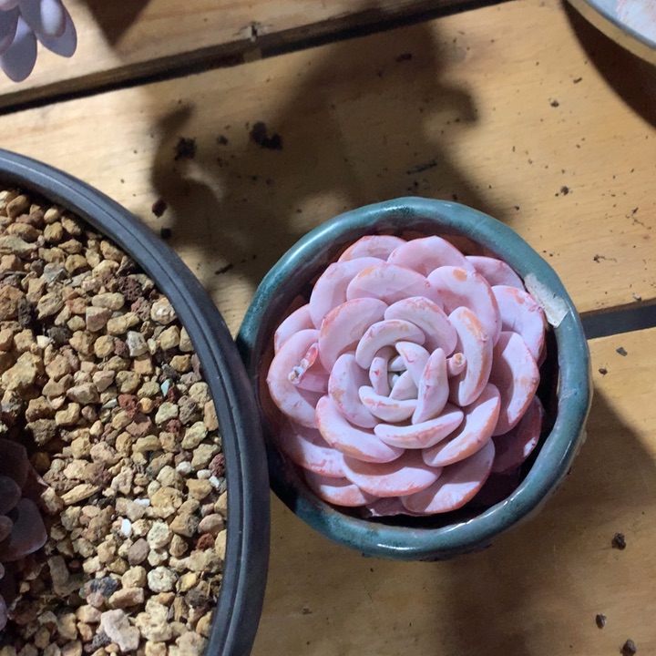 多肉植物多肉植物雪茶