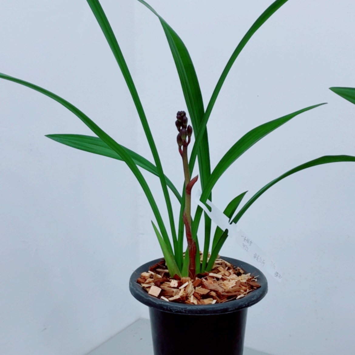 【闪购商品】无花朵一**秀