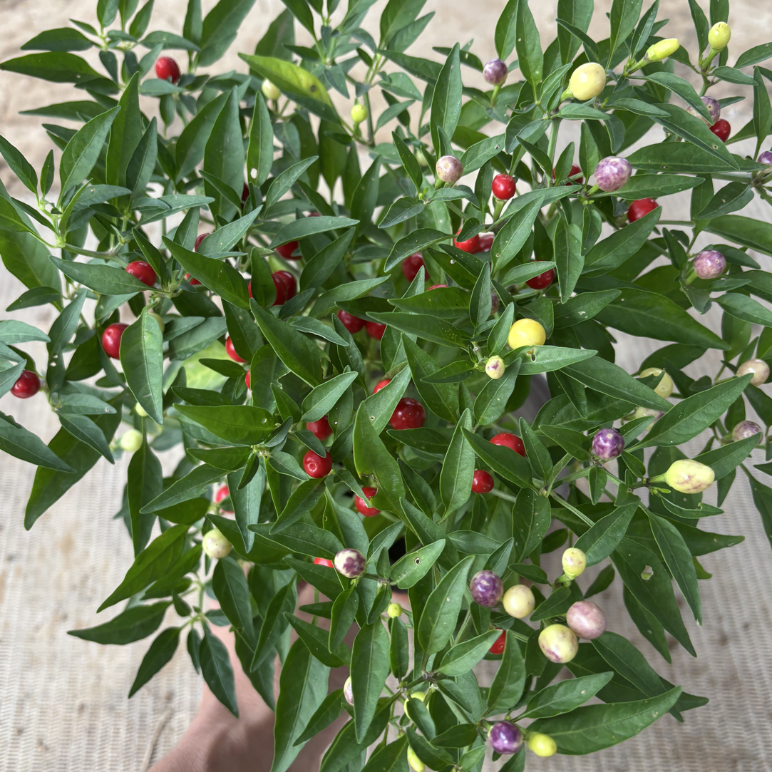 珍珠椒盆栽带果适合室外阳台种植的花卉绿植