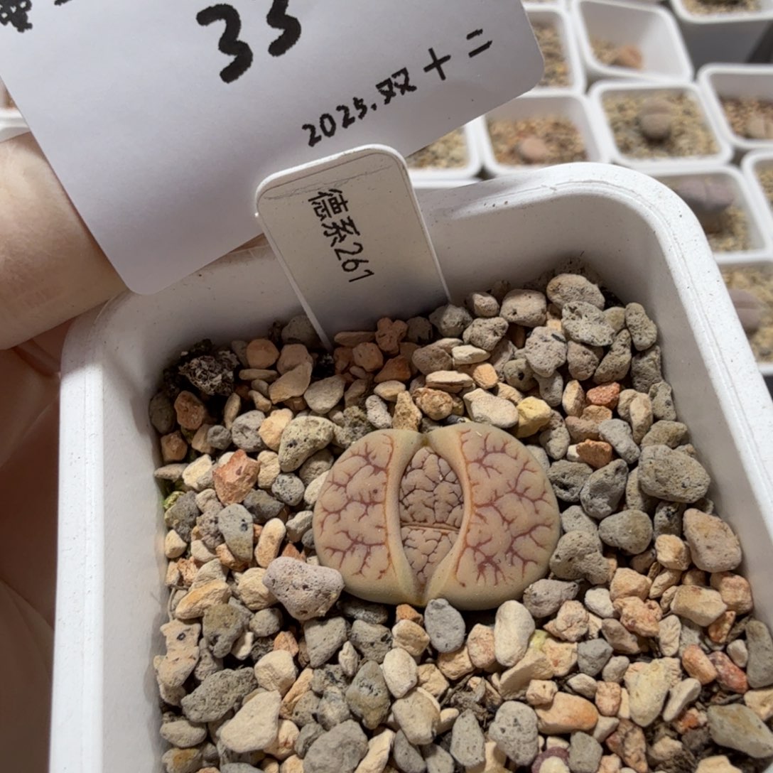 小***鲍多肉多肉多肉12-033