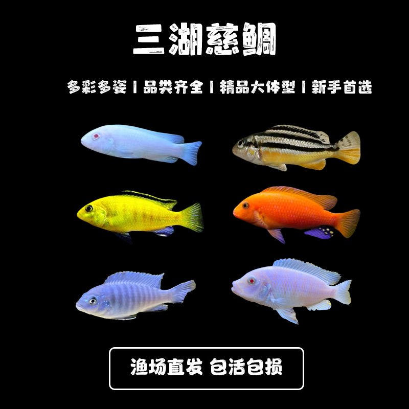 3-5厘米精品三湖慈鲷鱼杂鲷热带淡水观赏鱼好养中小型易活耐活