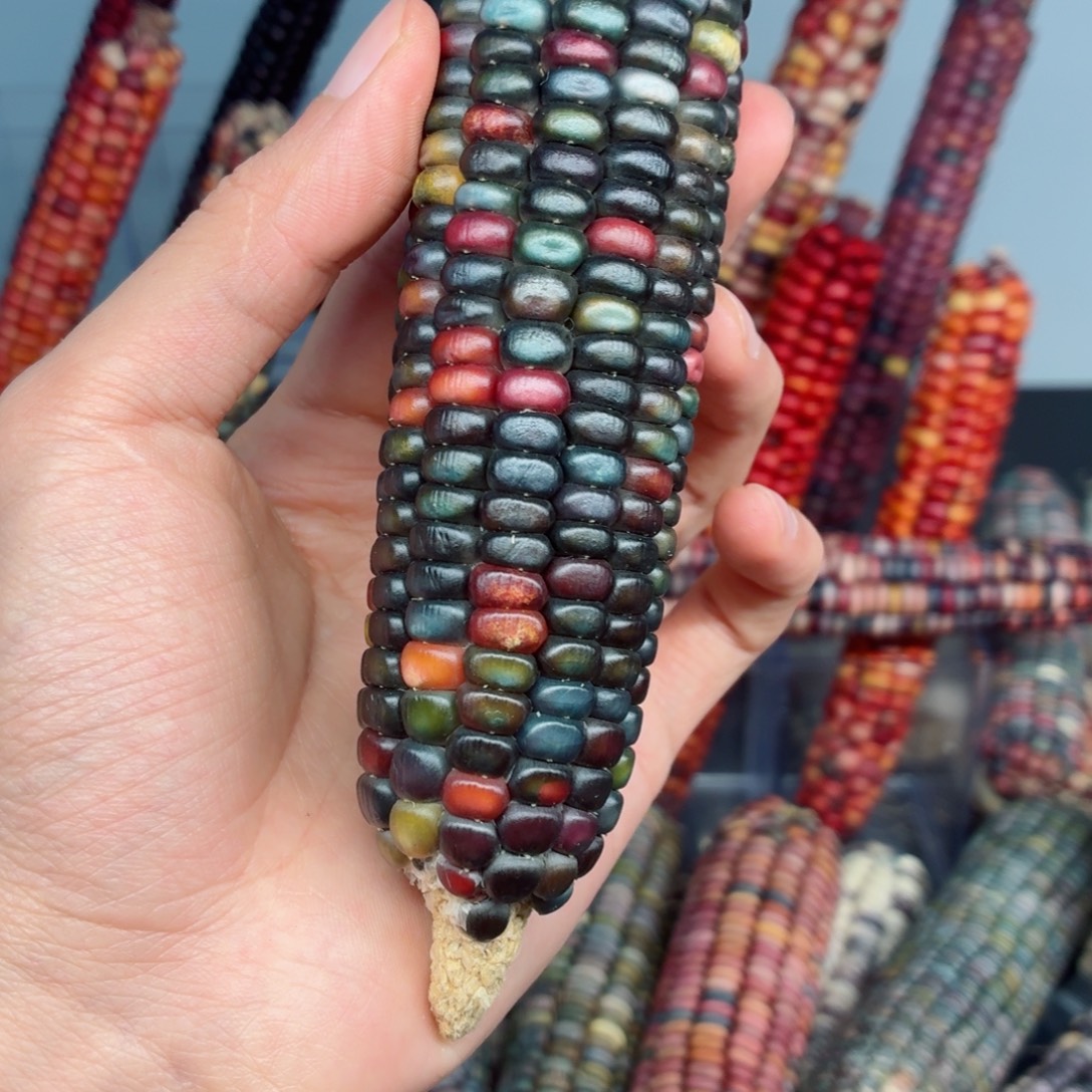 长***星白玉菩提吊坠文玩精品文玩精品