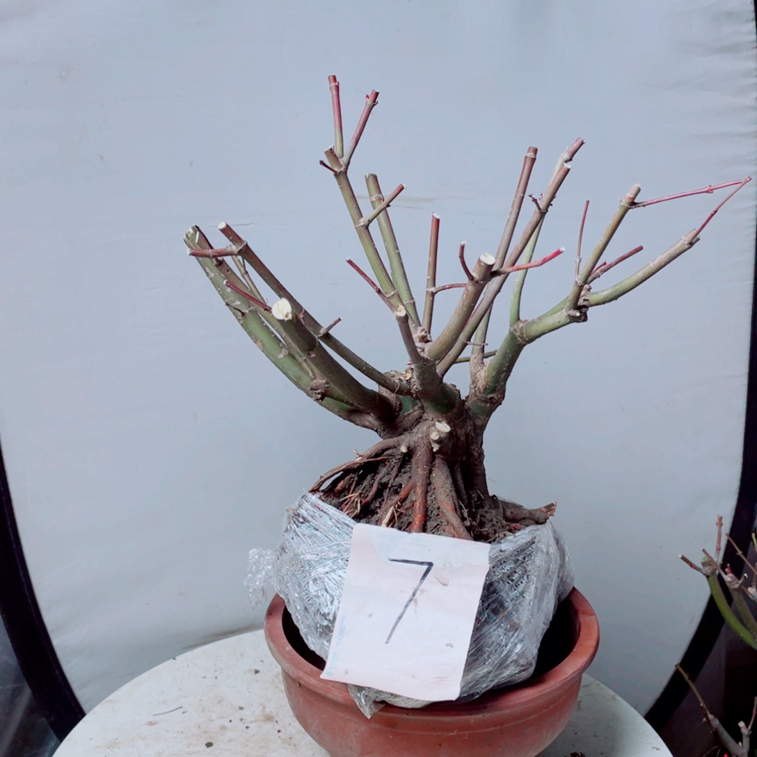 吴***8无花朵出星星老桩