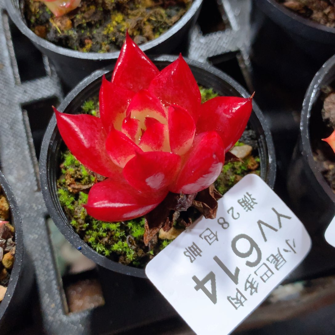 5CM拇指盆精控多肉YV614