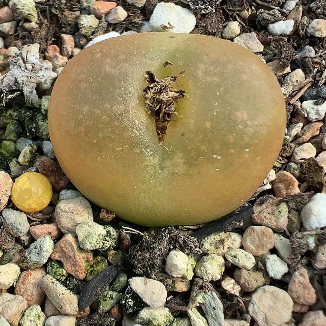 123蟠桃带盆土发货