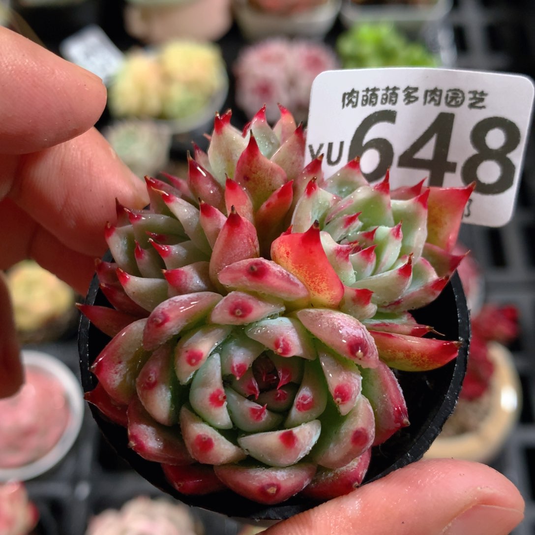 5CM拇指盆精控多肉YU648