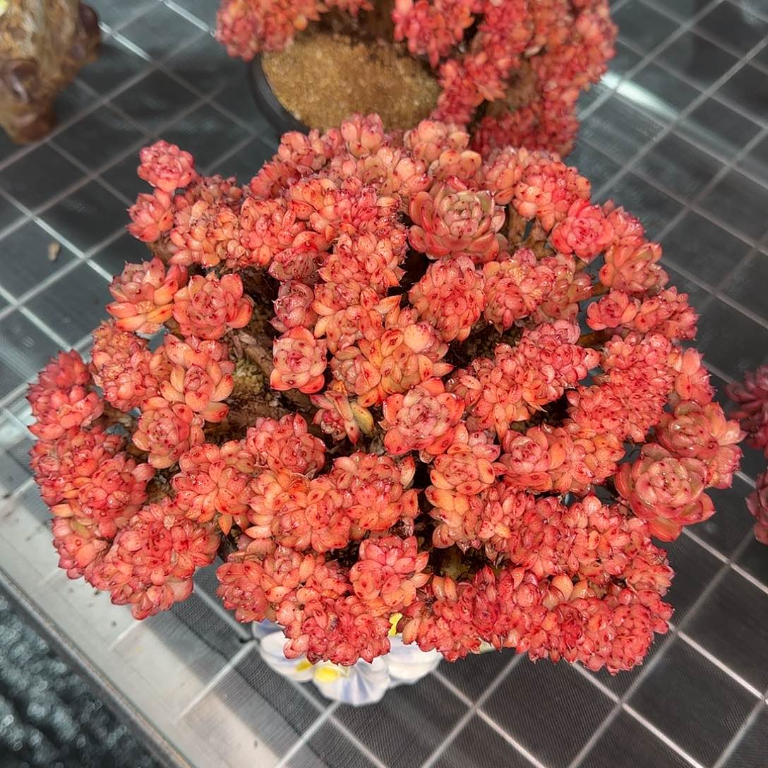 从前慢花园精选彩票缀