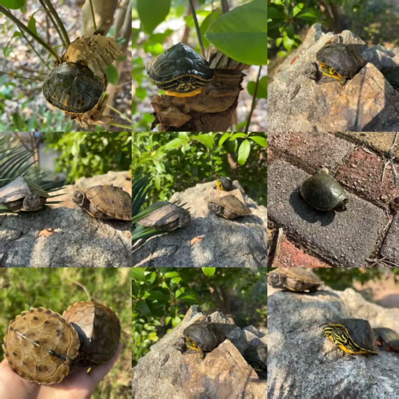 ①外塘冷水养殖观赏宠物龟