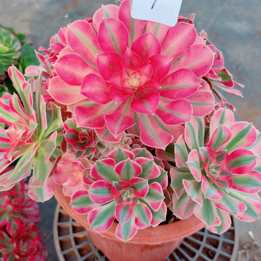 一物一拍多肉法师01