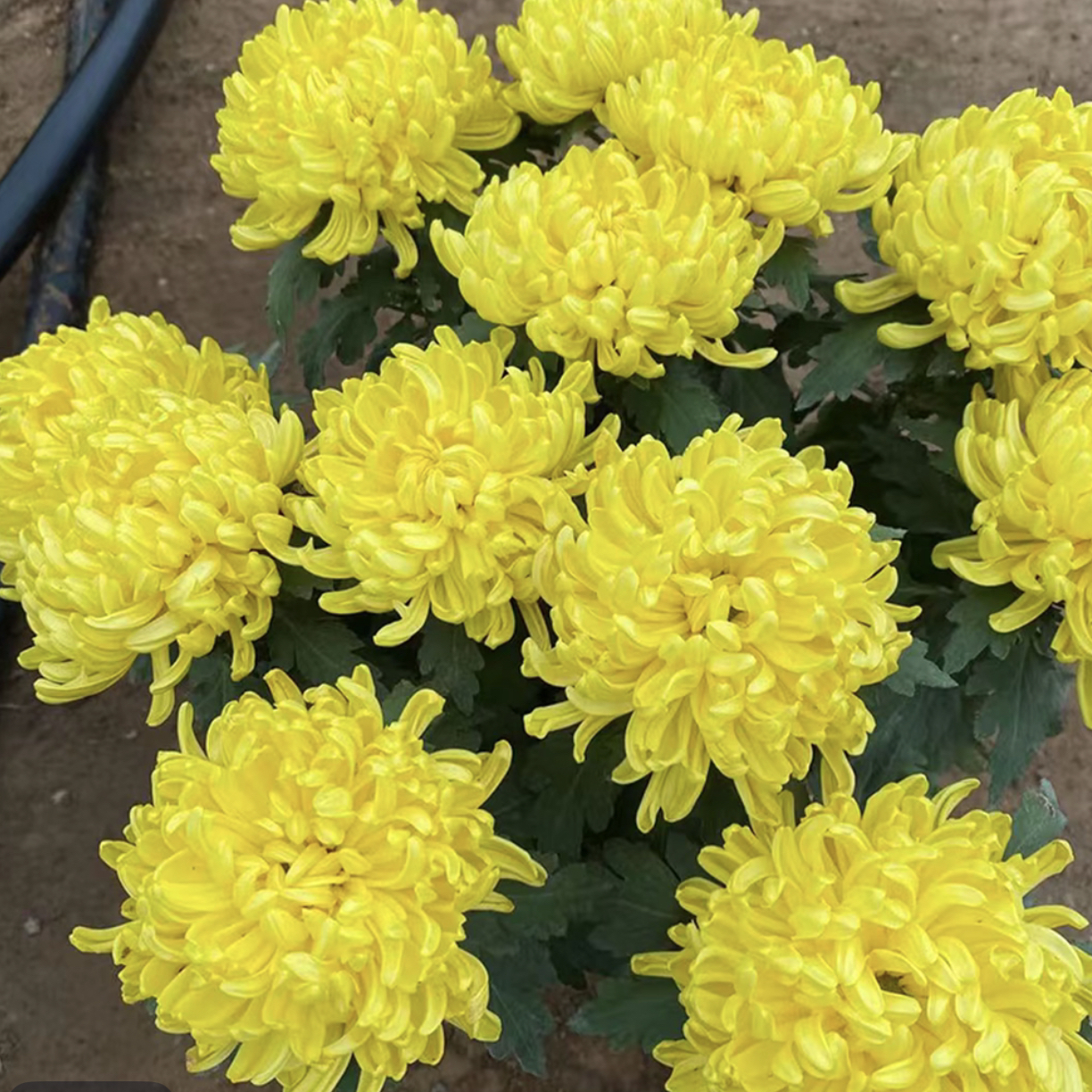 九月菊【黄绣球】大花富贵菊，盆栽绿植室内好养活