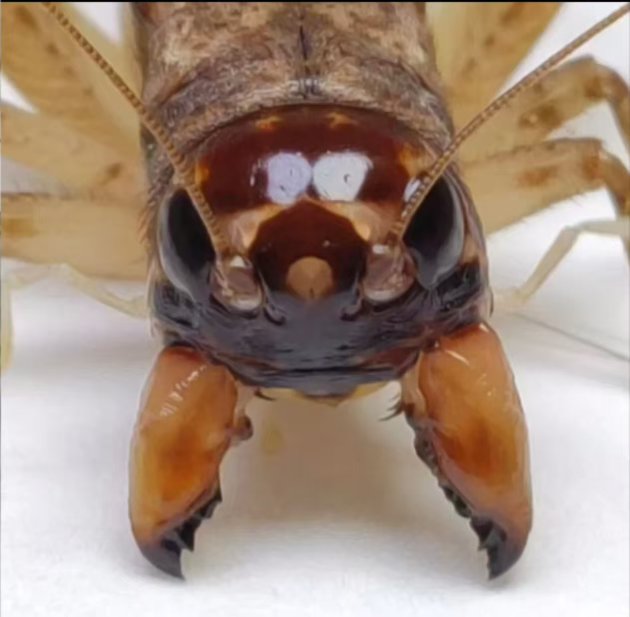 冬版精品蟋蟀口重耐斗牙硬