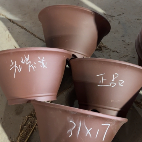 100/4。       31-17