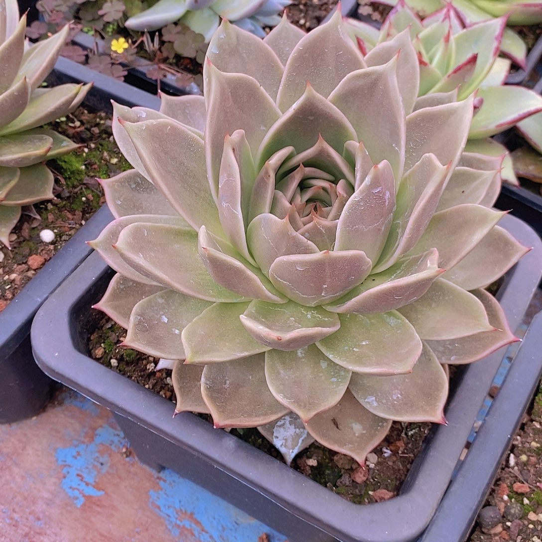 多肉植物韩版大星星
