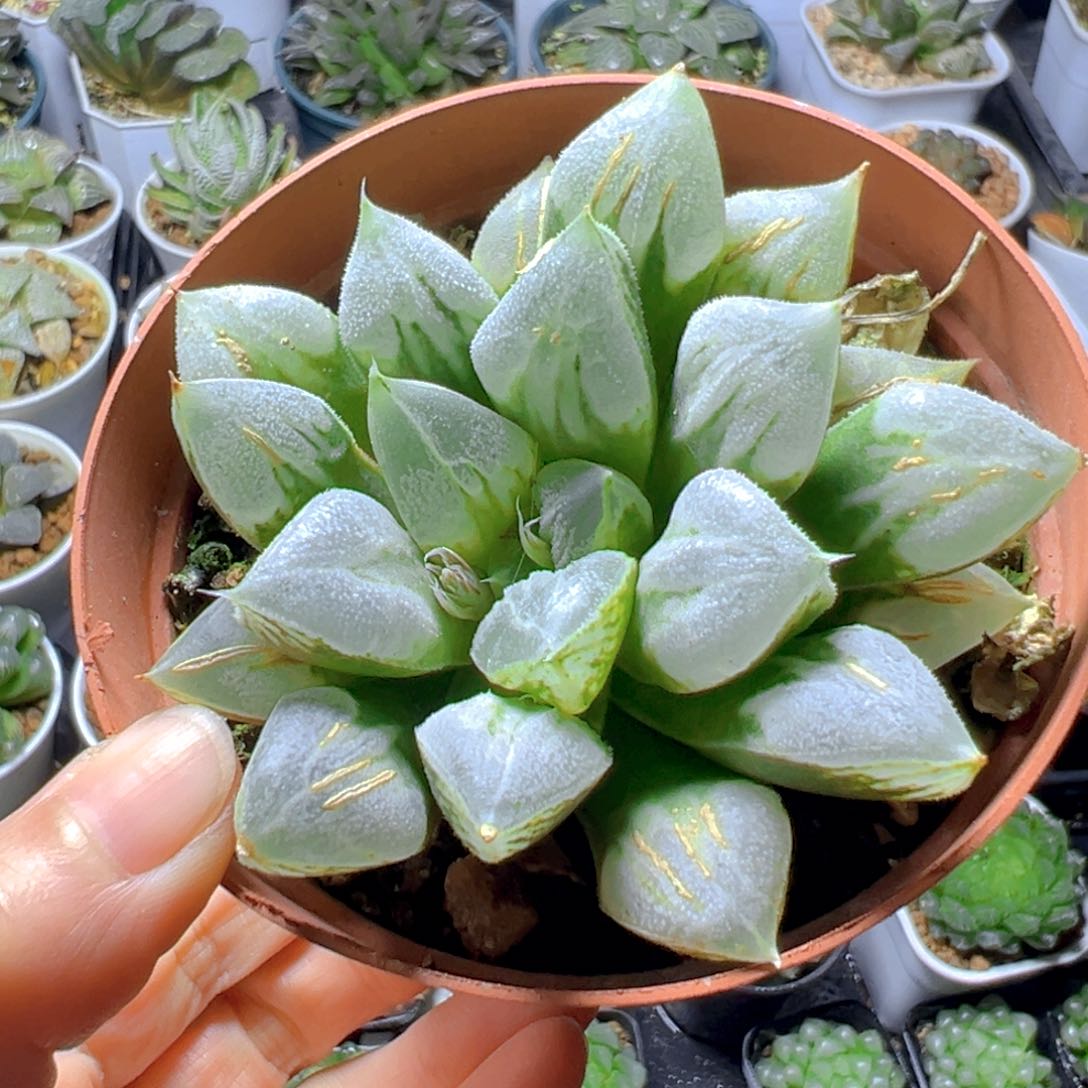 红盆爱心寿多肉多肉1