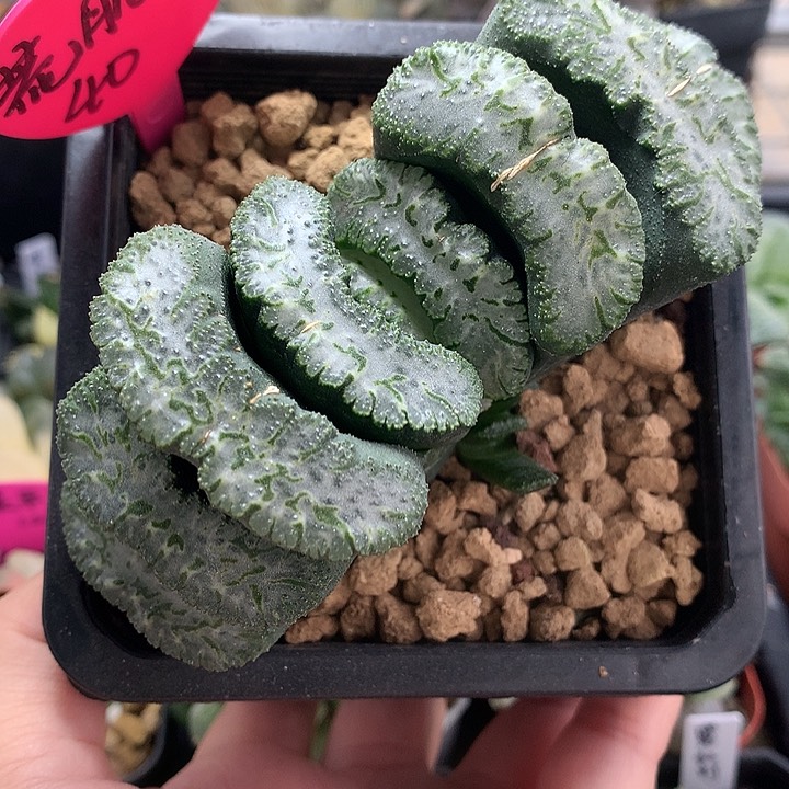 荒肌玉扇一物一拍