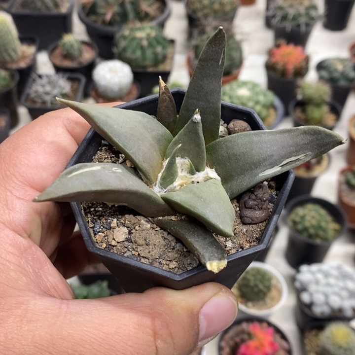 大号岩牡丹特价福利