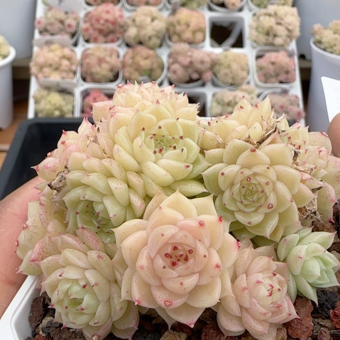 【闪购商品】0203-150（m1-461-1）