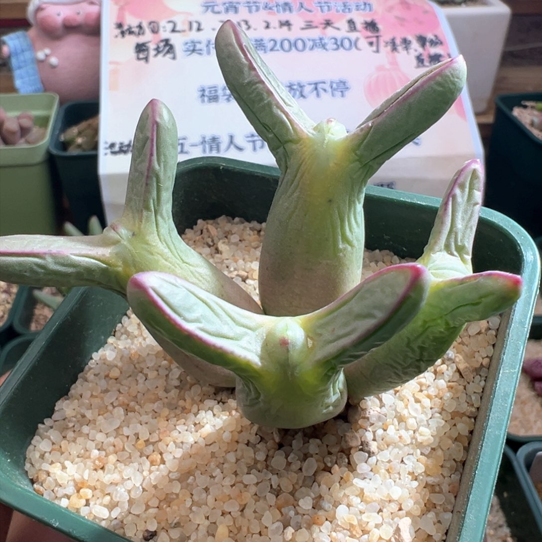 648优选0136皮卡丘大个体四头