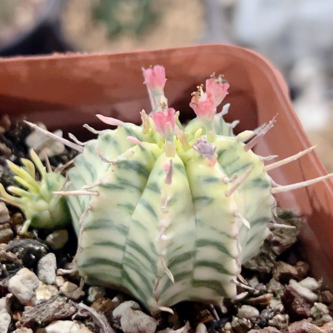  斑马大戟锦 仙人球