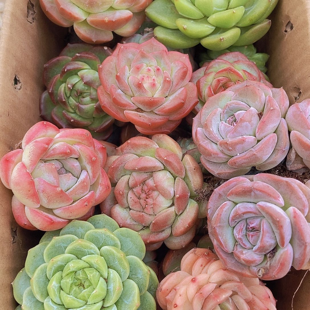 0000000002量拍保底20颗