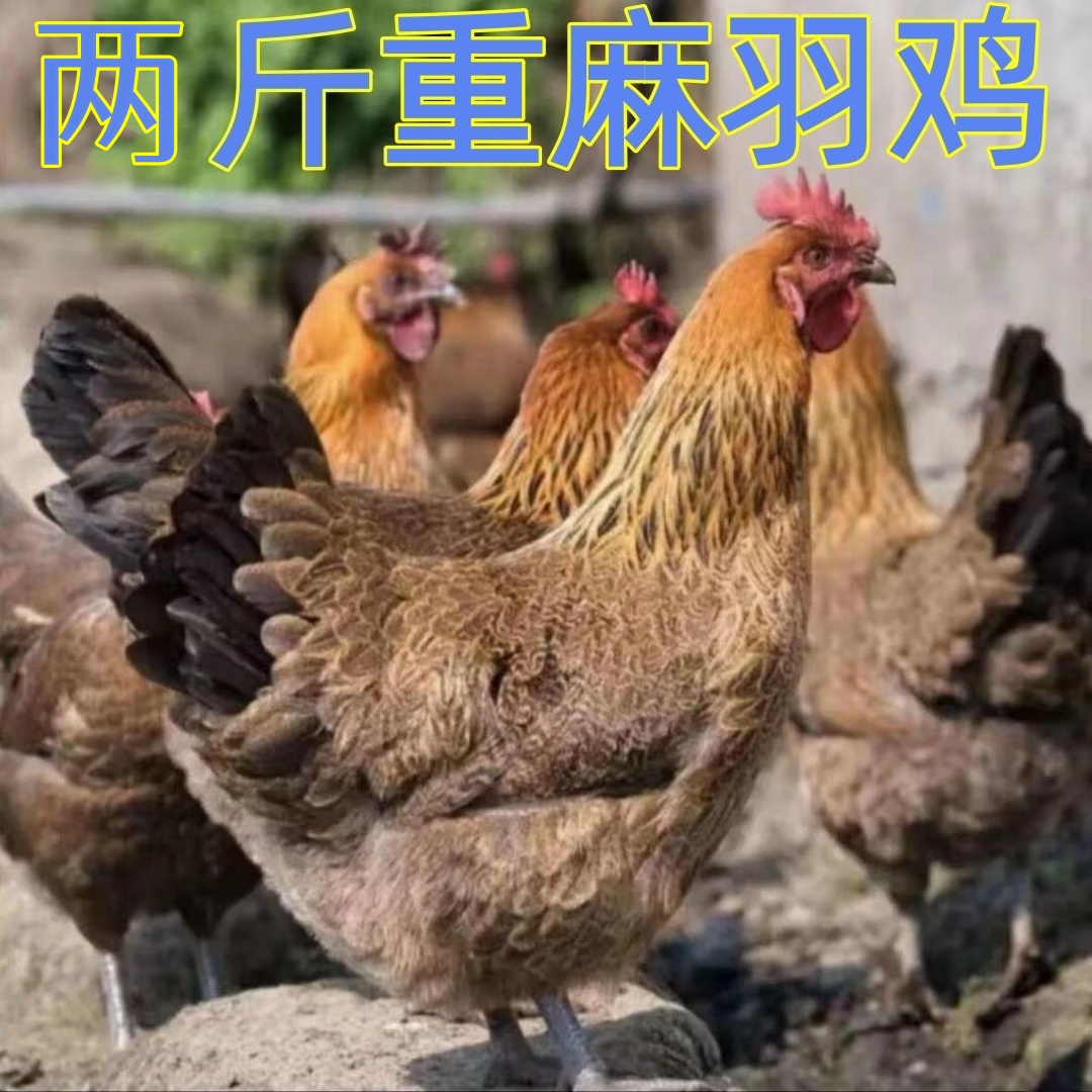 花音谷【鸡场直发】两斤重宠物鸡长尾鸡林间散养红瑶鸡