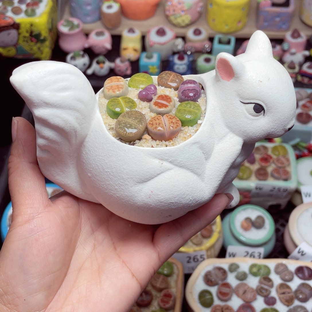 w9272 带盆土发货-零下地区拍保温箱