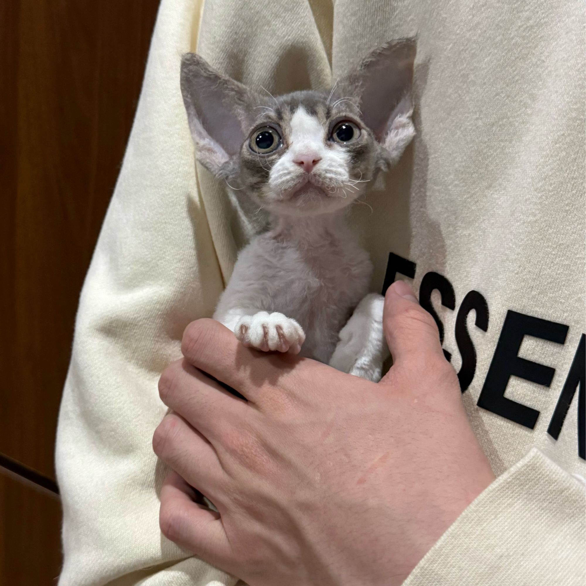 0526蓝虎斑加白弟弟崽崽