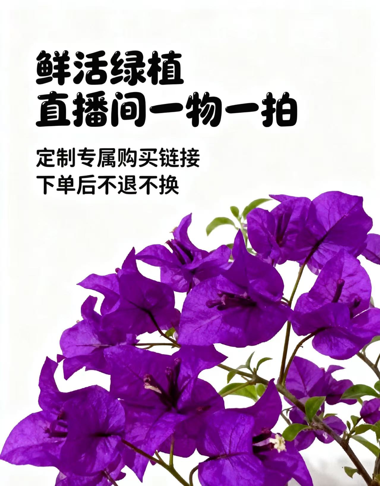 三角梅云南紫老桩专属定制链接（不退不换）