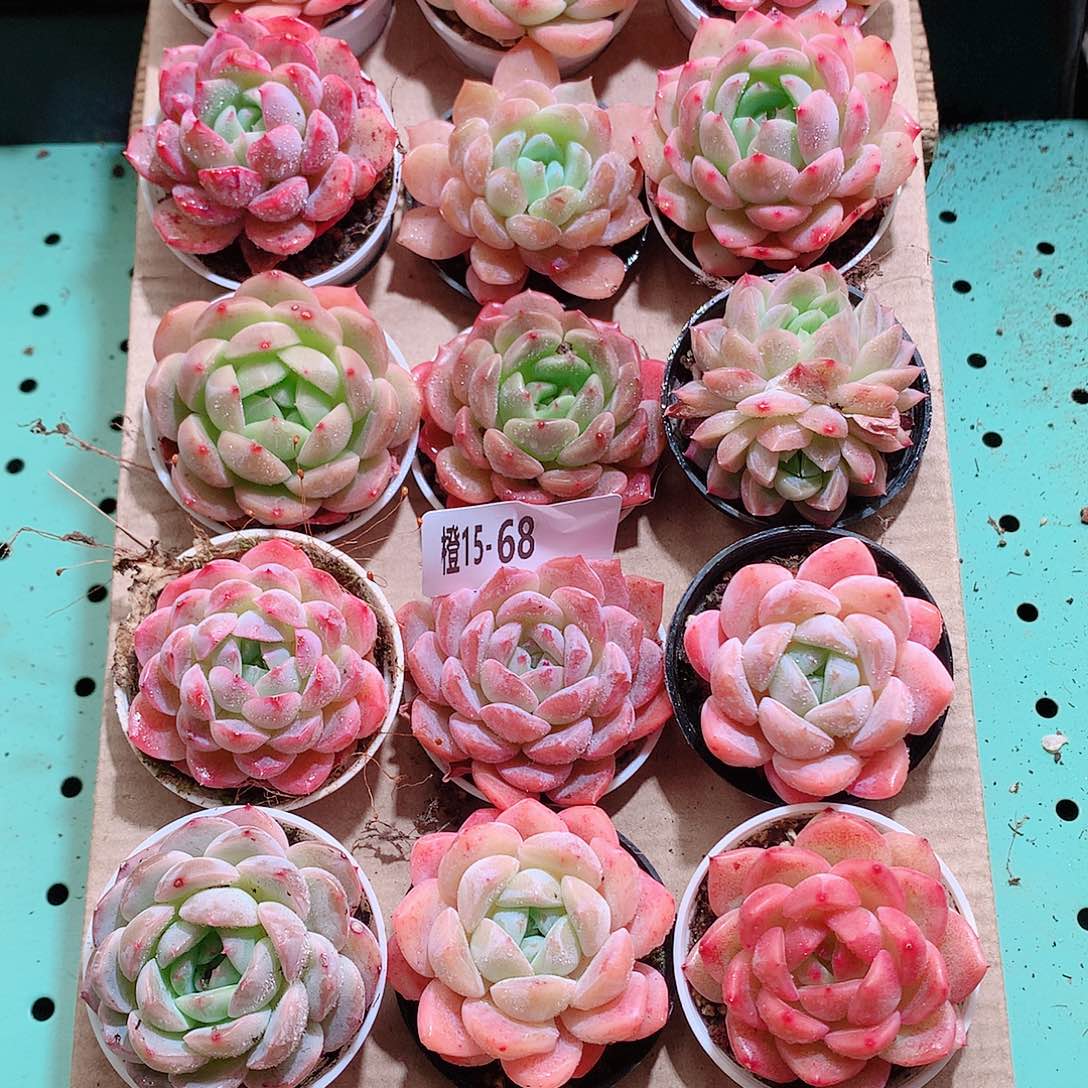 15-68一物一拍带盆18颗