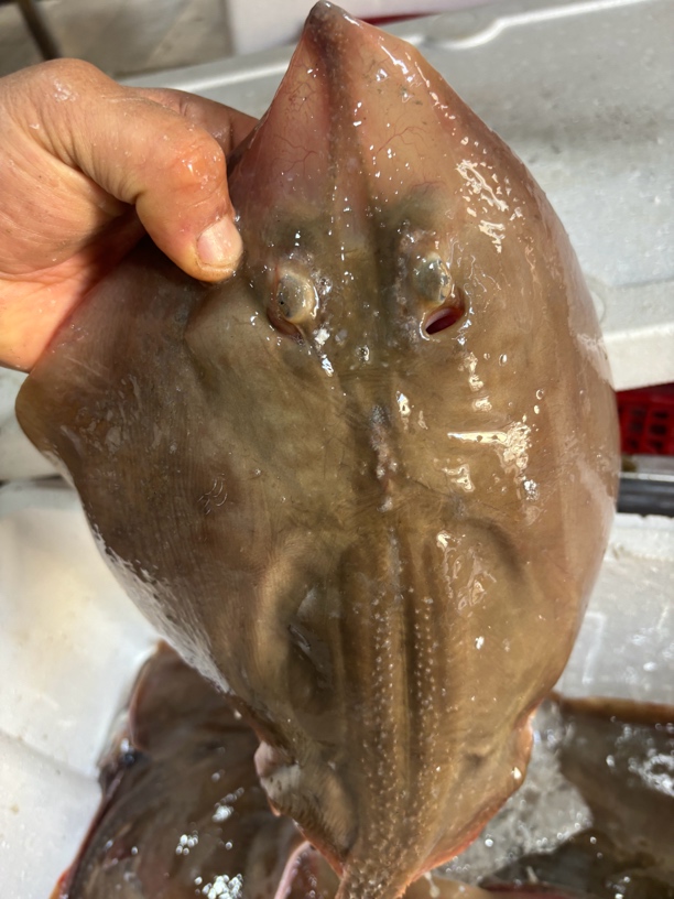 大连野生老板鱼顺丰包邮