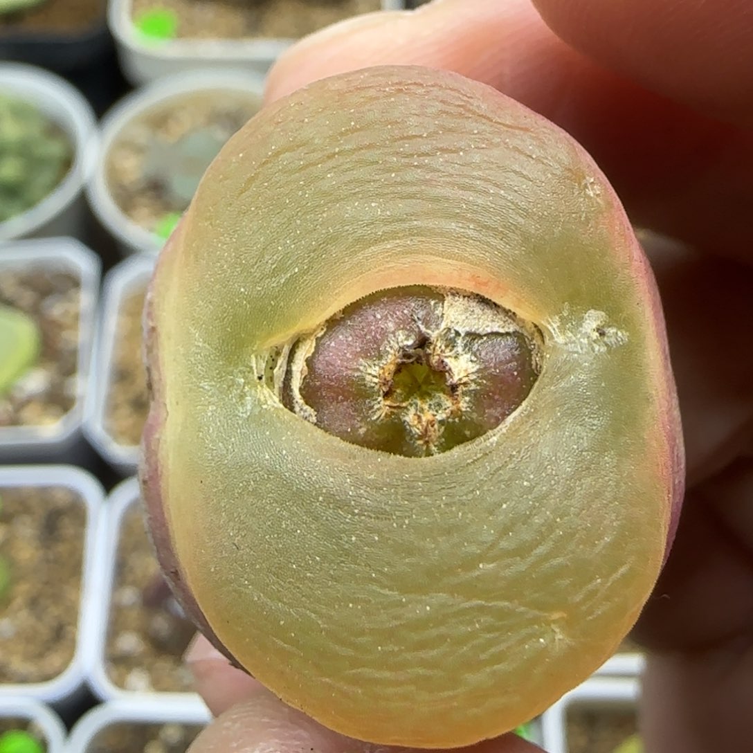 透窗2.7多肉植物190