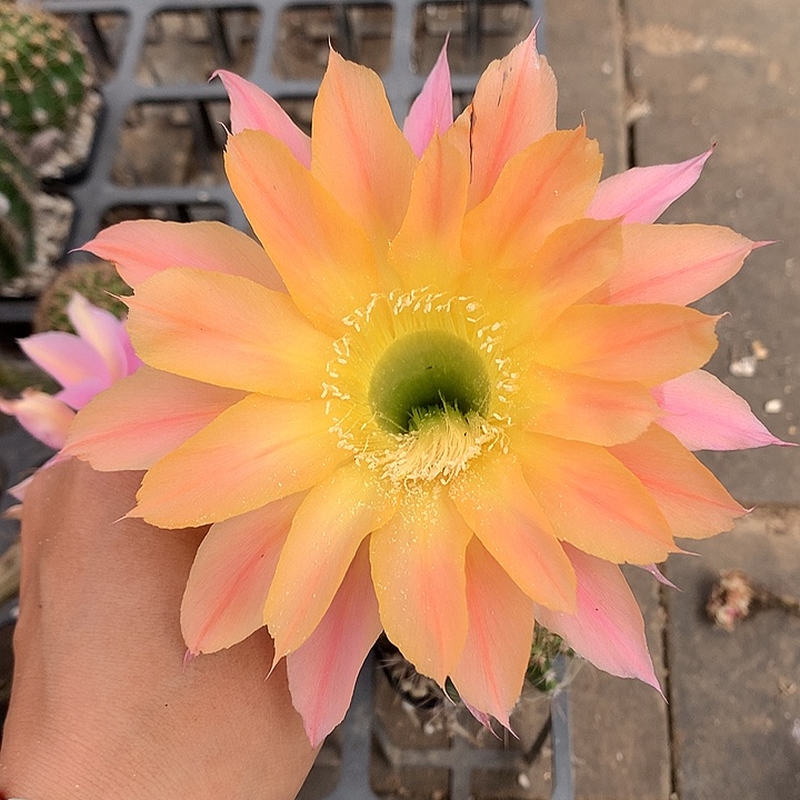 1779 实生彩草6.5厘米盆 19包邮