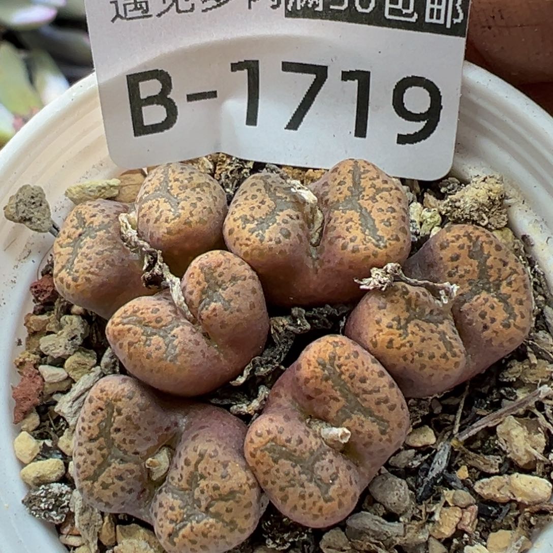 多肉植物11111111111111111