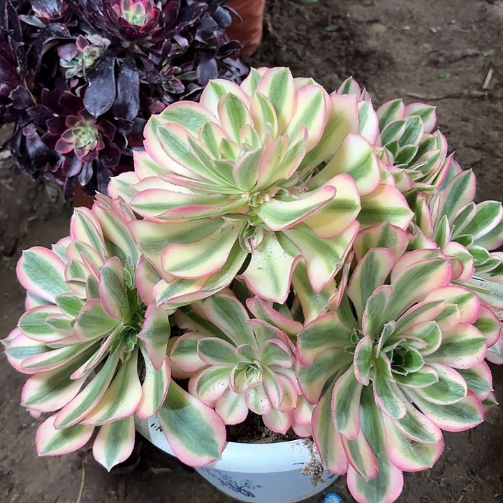 多肉植物粉女巫60