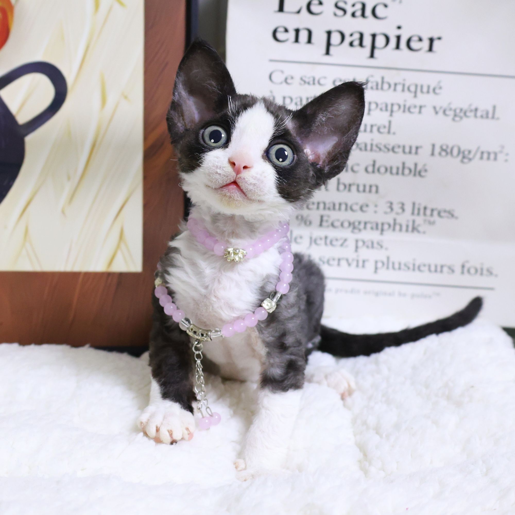 德文黑白开脸妹妹-妮虹