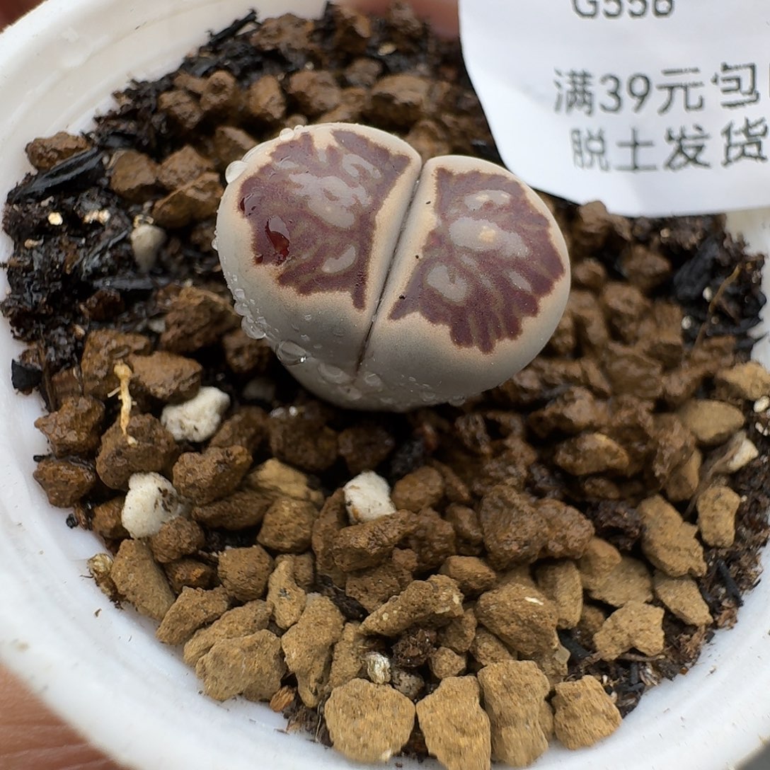 556多肉哈哈哈哈哈哈