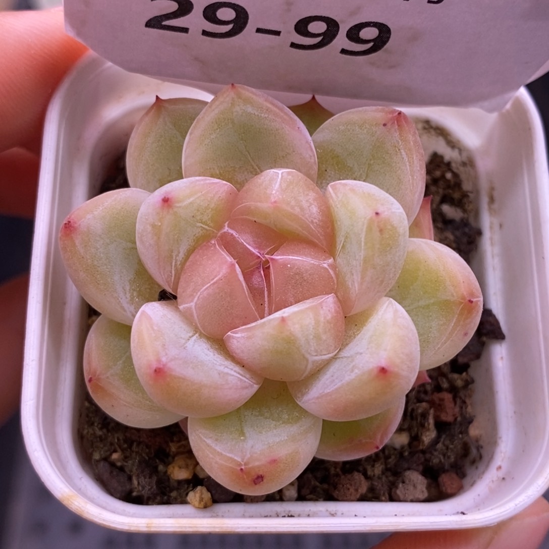 【闪购商品】29-99