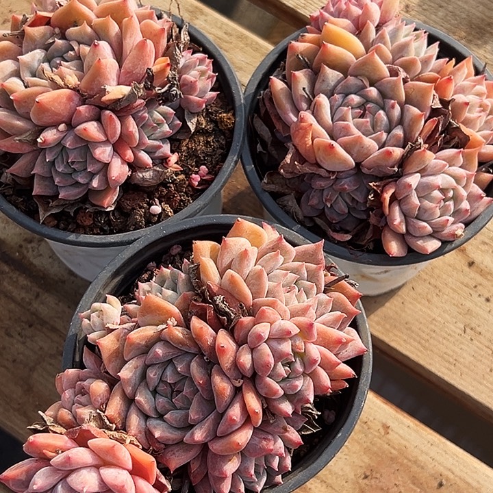   三盆。  大霜花群