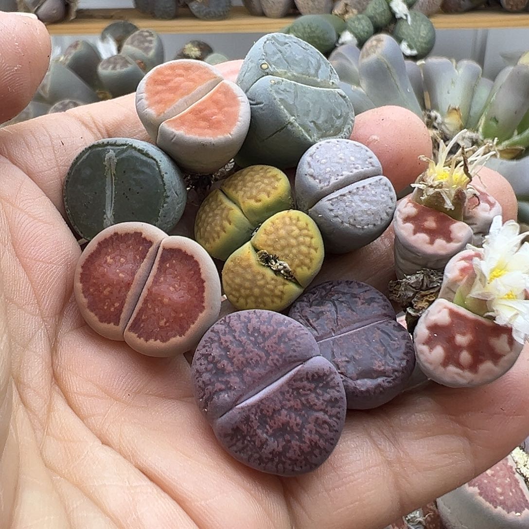 2329 生石花部分有伤长腿清货不售后