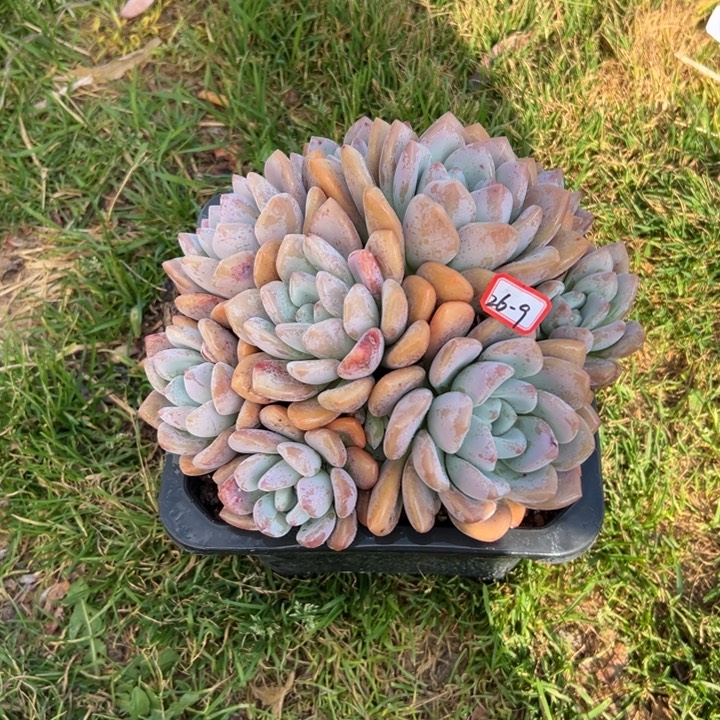 旗***门精品多肉植物老桩奥普